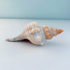 Horse Conch Seashell (7.5 Inches)