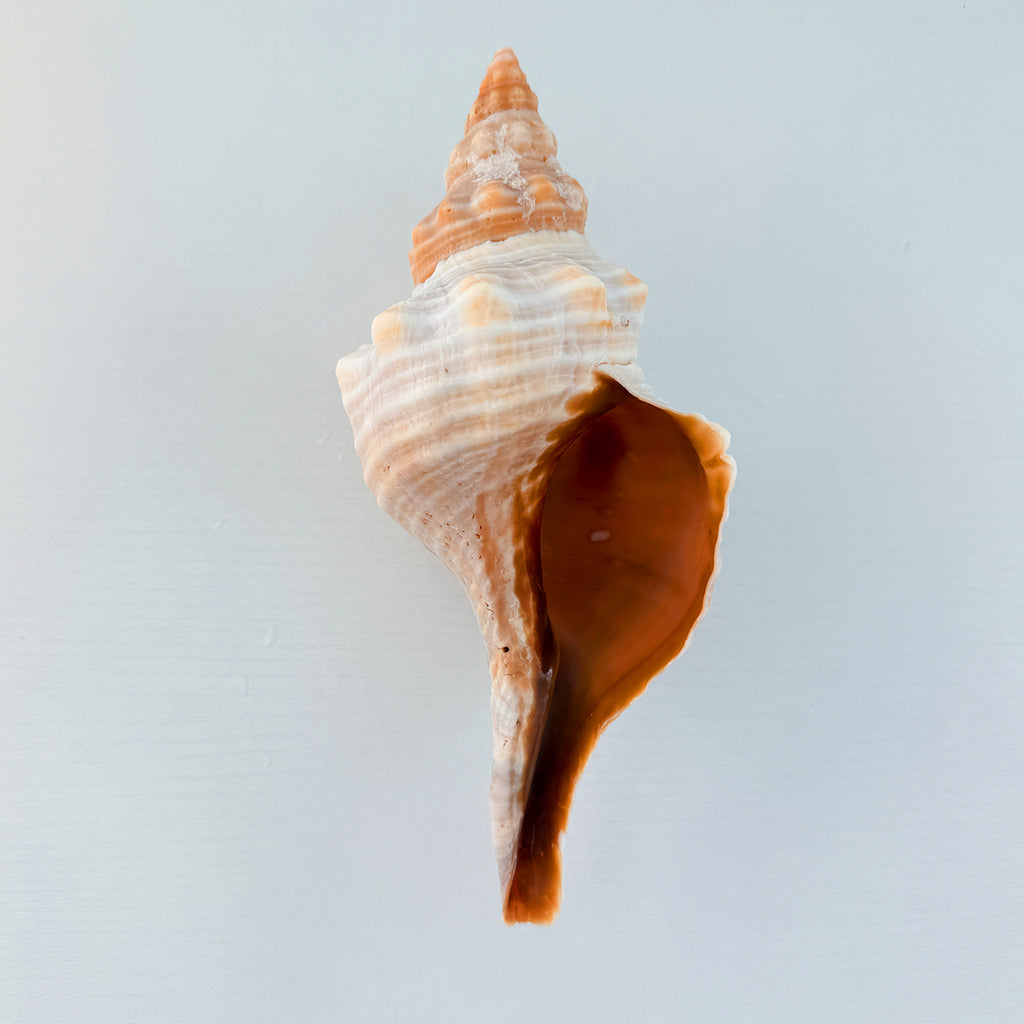 Horse Conch Seashell (7.5 Inches)
