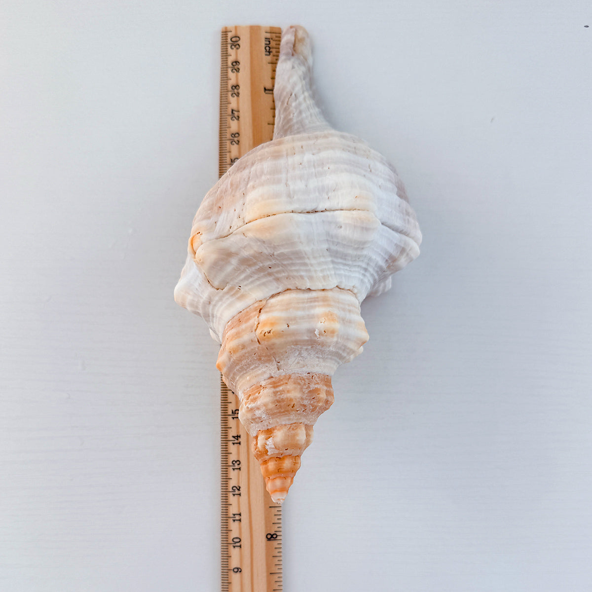 Horse Conch Seashell (7.5 Inches)
