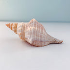 Horse Conch Seashell (8.75 Inches)