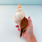 Horse Conch Seashell (8.75 Inches)