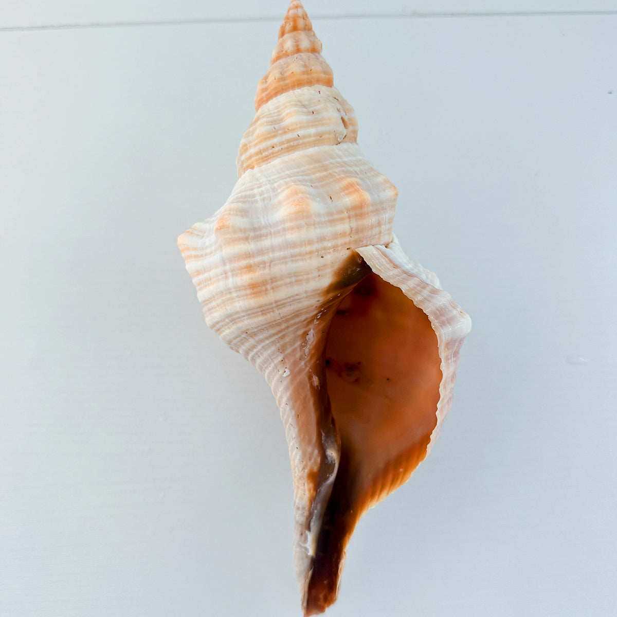 Horse Conch Seashell (8.75 Inches)