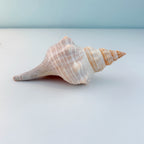 Horse Conch Seashell (8.75 Inches)