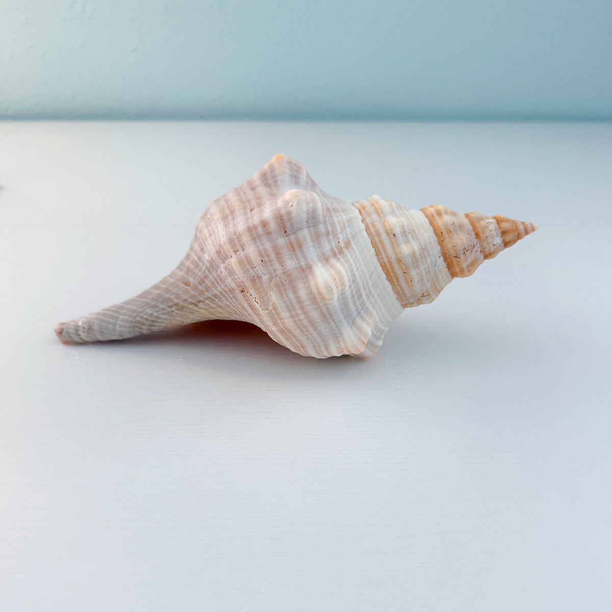 Horse Conch Seashell (8.75 Inches)
