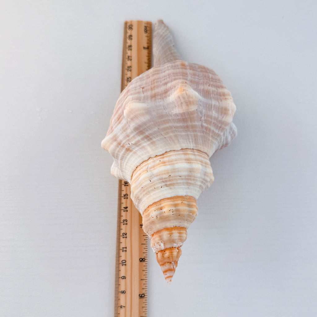 Horse Conch Seashell (8.75 Inches)
