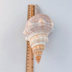 Horse Conch Seashell (8.75 Inches)