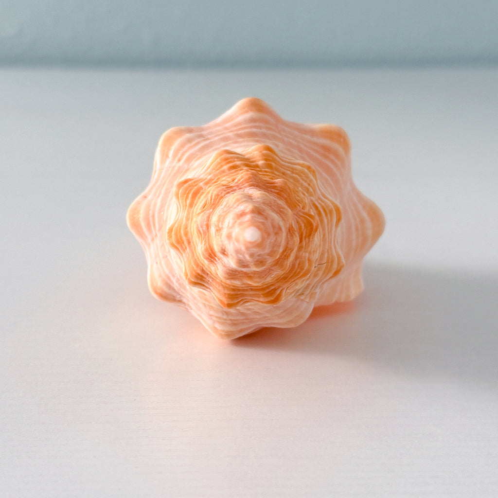 Bright Orange Teenager Horse Conch Seashell (6.25 Inches)