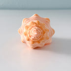 Bright Orange Teenager Horse Conch Seashell (6.25 Inches)