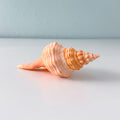 Bright Orange Teenager Horse Conch Seashell (6.25 Inches)