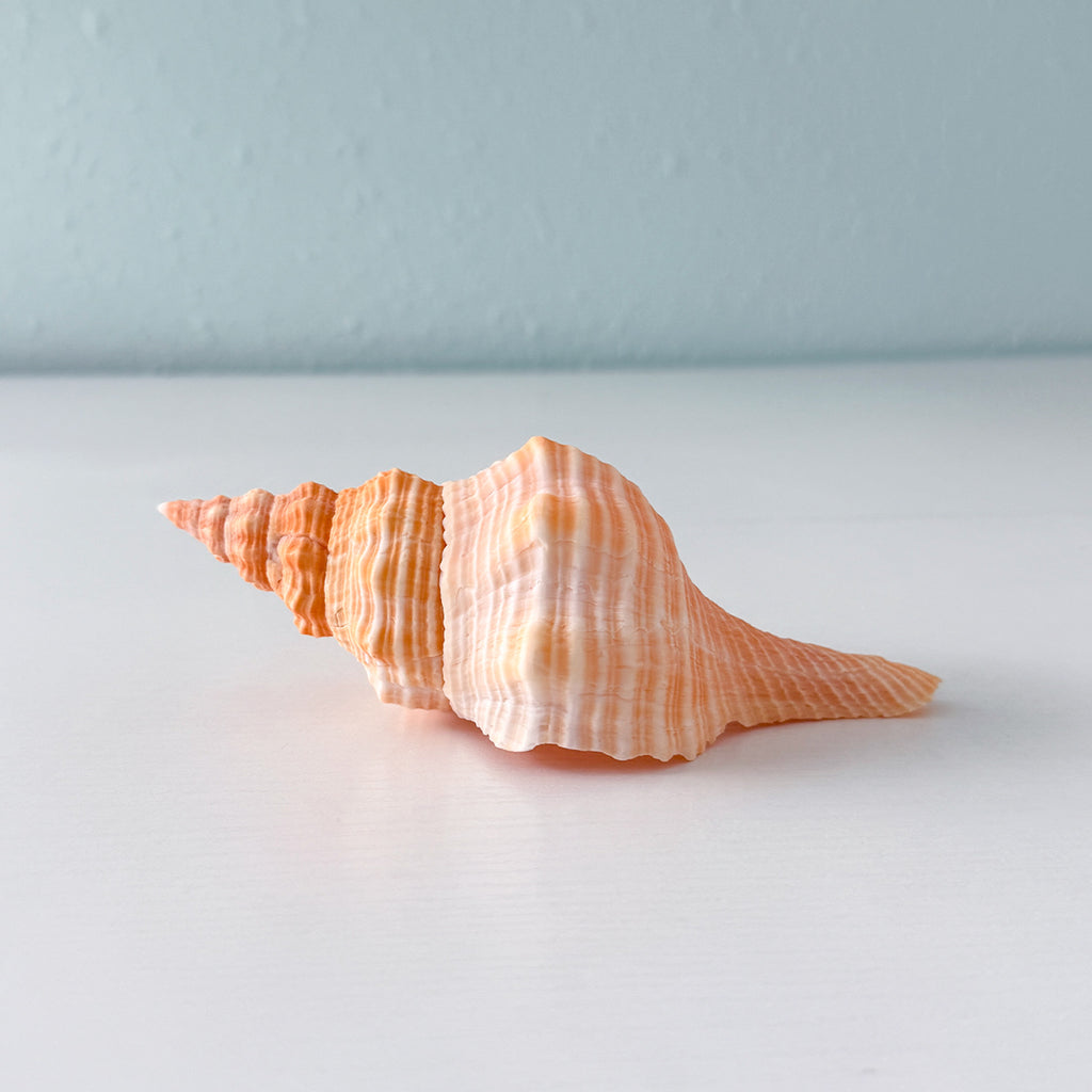 Bright Orange Teenager Horse Conch Seashell (6.25 Inches)