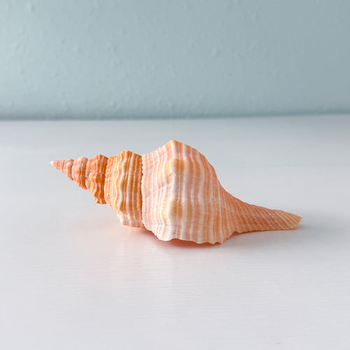 Bright Orange Teenager Horse Conch Seashell (6.25 Inches)