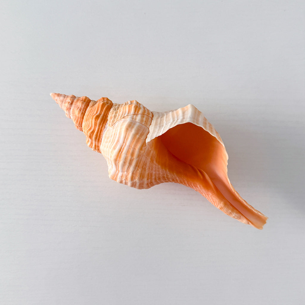 Bright Orange Teenager Horse Conch Seashell (6.25 Inches)
