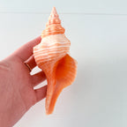 Bright Orange Teenager Horse Conch Seashell (6.25 Inches)