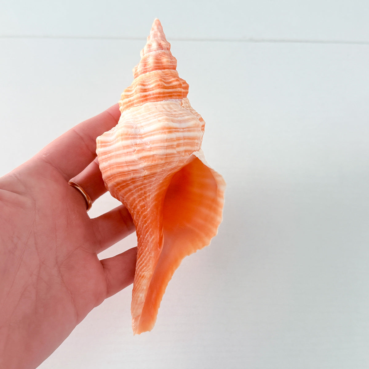 Bright Orange Teenager Horse Conch Seashell (6.25 Inches)