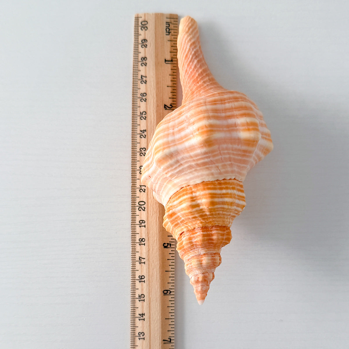 Bright Orange Teenager Horse Conch Seashell (6.25 Inches)
