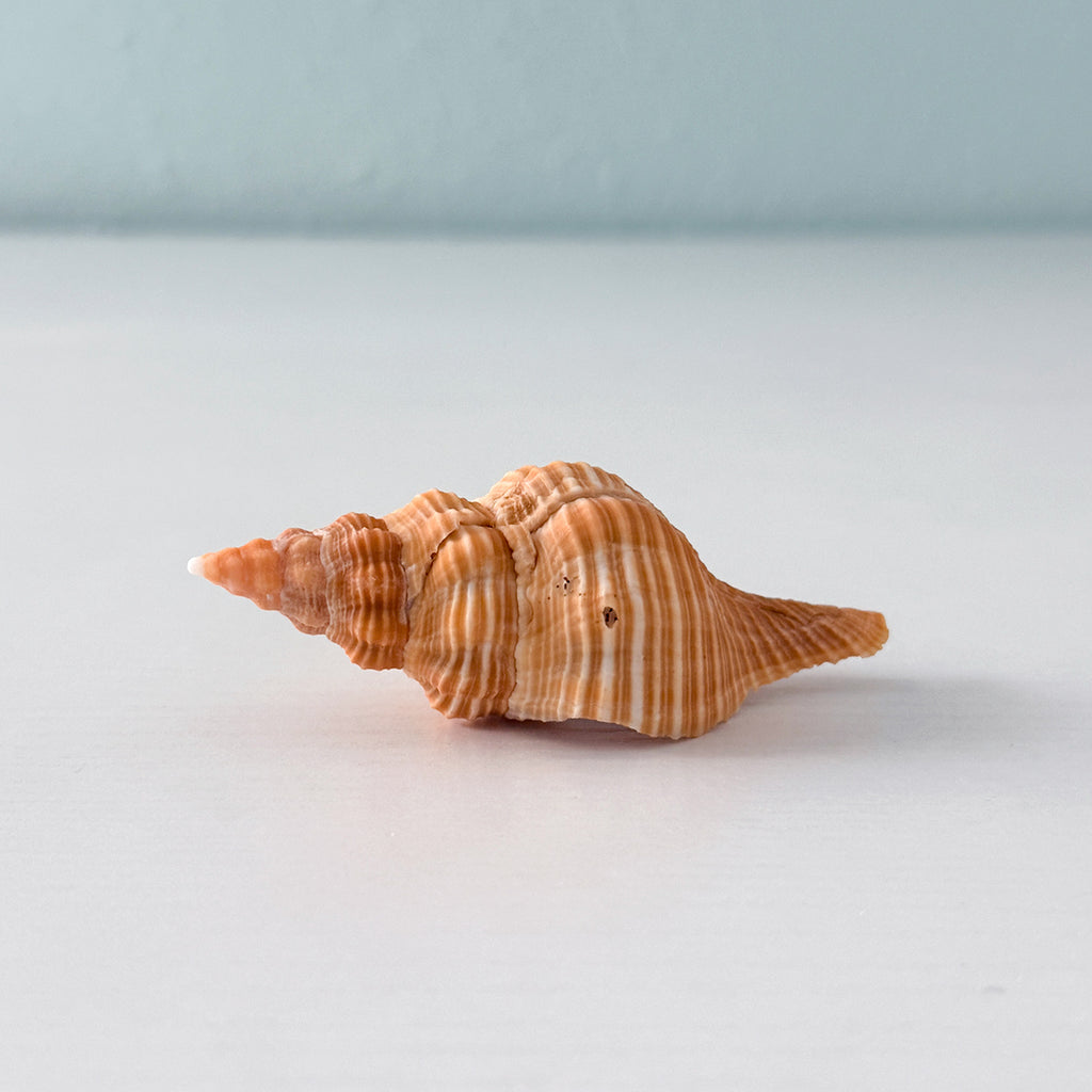 Bright Orange Horse Conch Seashell (3.5 Inches)