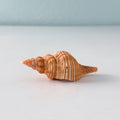 Bright Orange Horse Conch Seashell (3.5 Inches)