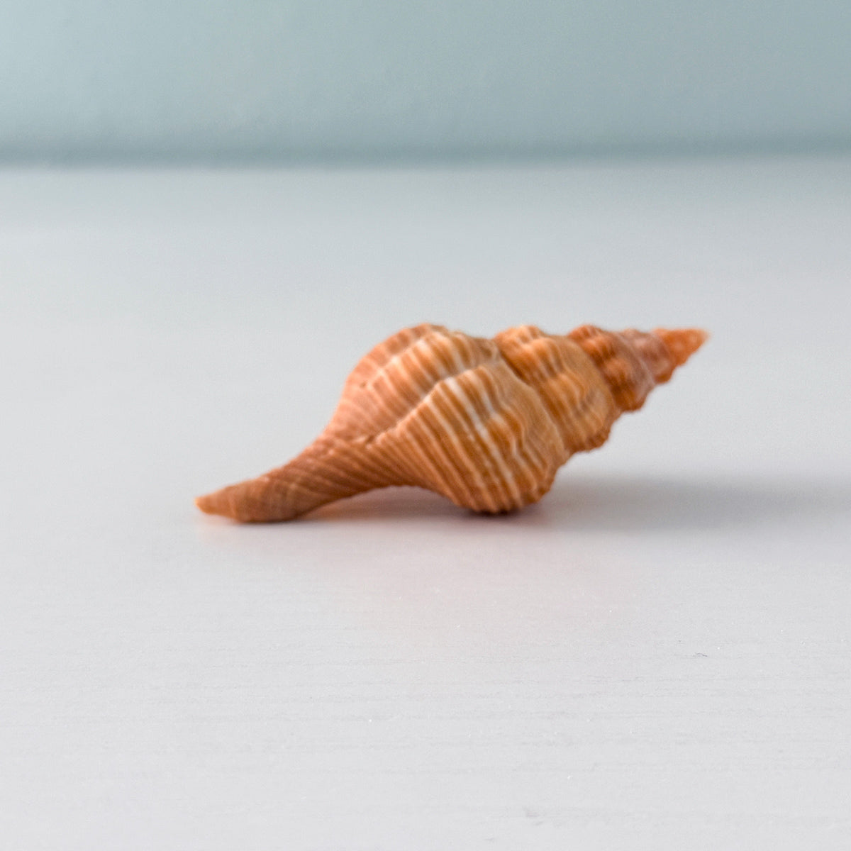 Bright Orange Horse Conch Seashell (3.5 Inches)