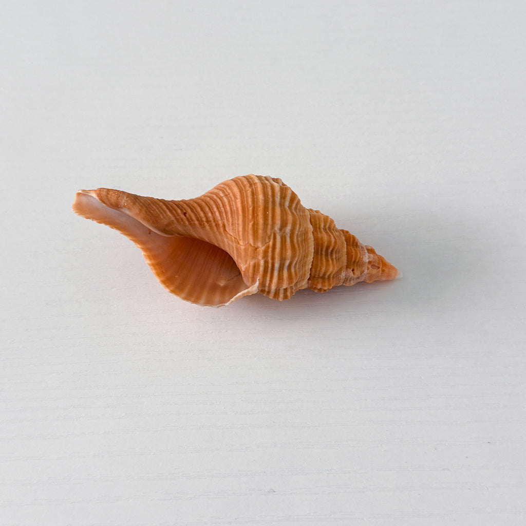 Bright Orange Horse Conch Seashell (3.5 Inches)