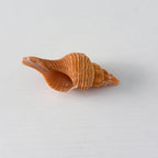 Bright Orange Horse Conch Seashell (3.5 Inches)