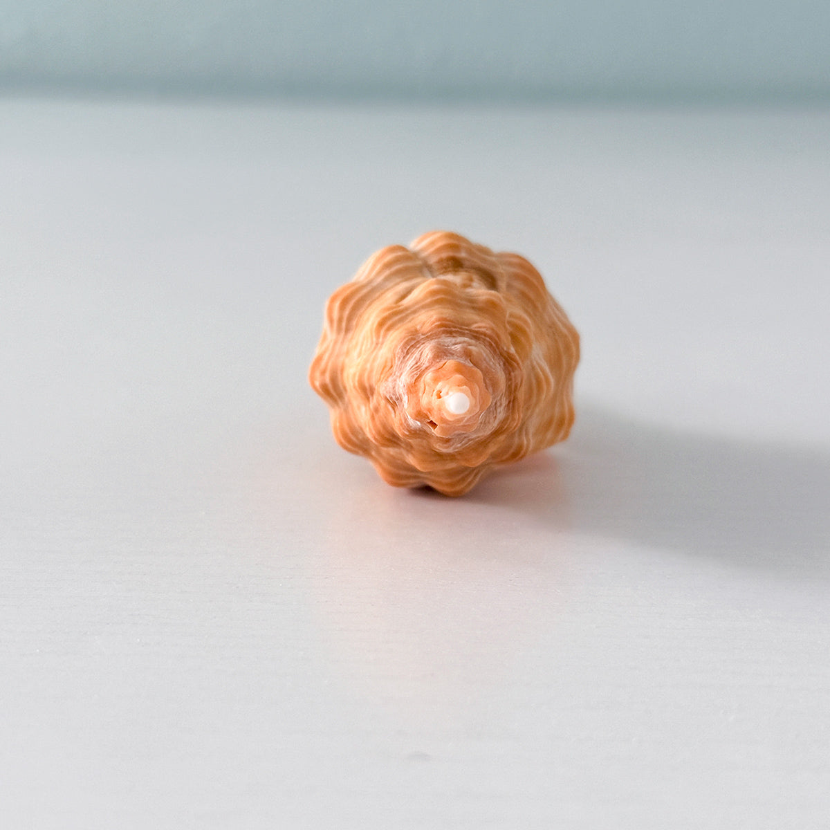 Bright Orange Horse Conch Seashell (3.5 Inches)