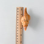 Bright Orange Horse Conch Seashell (3.5 Inches)