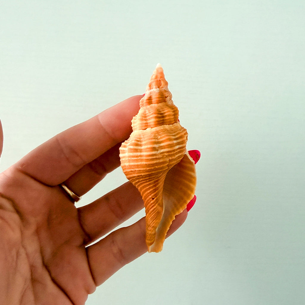 Bright Orange Horse Conch Seashell (3.5 Inches)
