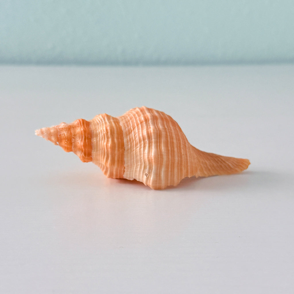 Bright Orange Horse Conch Seashell (4.8 Inches)