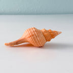 Bright Orange Horse Conch Seashell (4.8 Inches)