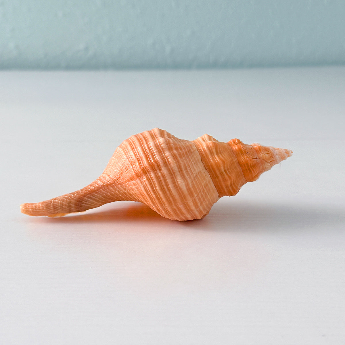 Bright Orange Horse Conch Seashell (4.8 Inches)