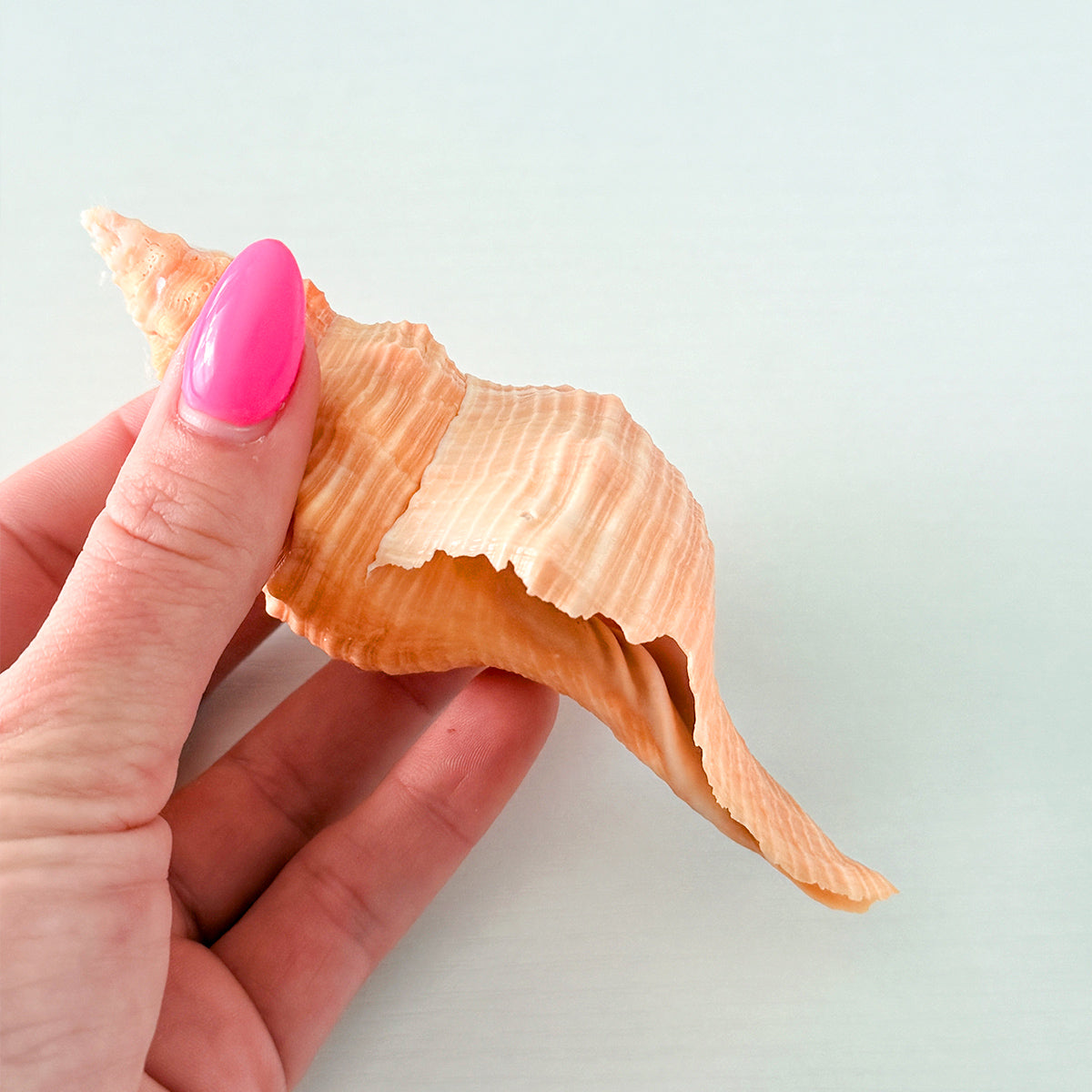 Bright Orange Horse Conch Seashell (4.8 Inches)