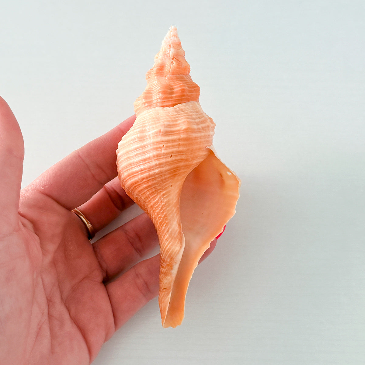 Bright Orange Horse Conch Seashell (4.8 Inches)
