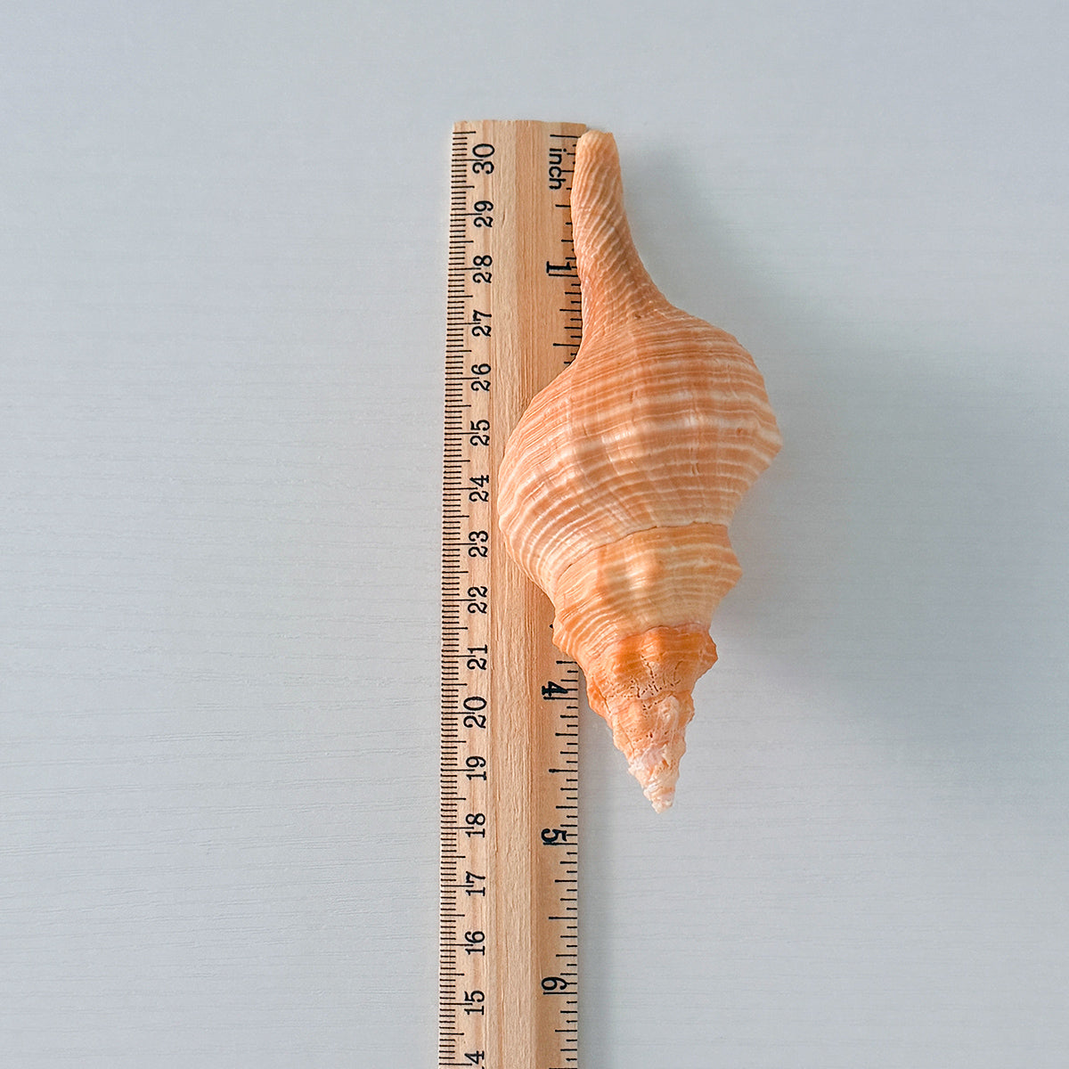 Bright Orange Horse Conch Seashell (4.8 Inches)