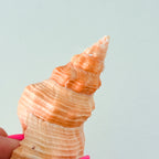 Bright Orange Horse Conch Seashell (4.8 Inches)