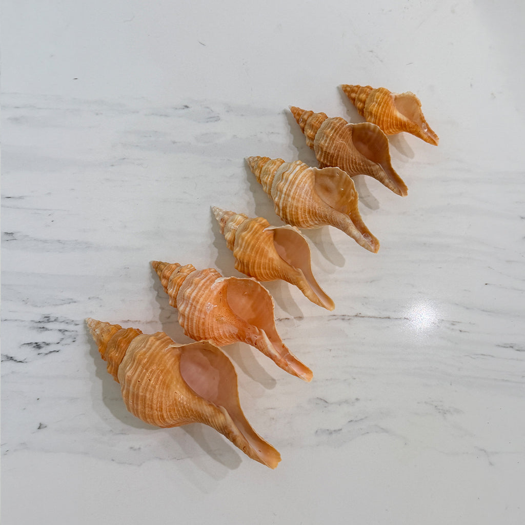 Medium to Large Horse Conch Seashells (Bundle of 6)