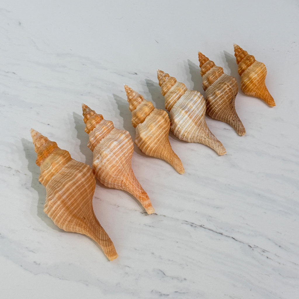 Medium to Large Horse Conch Seashells (Bundle of 6)