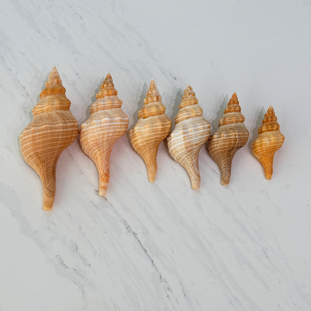 Medium to Large Horse Conch Seashells (Bundle of 6)
