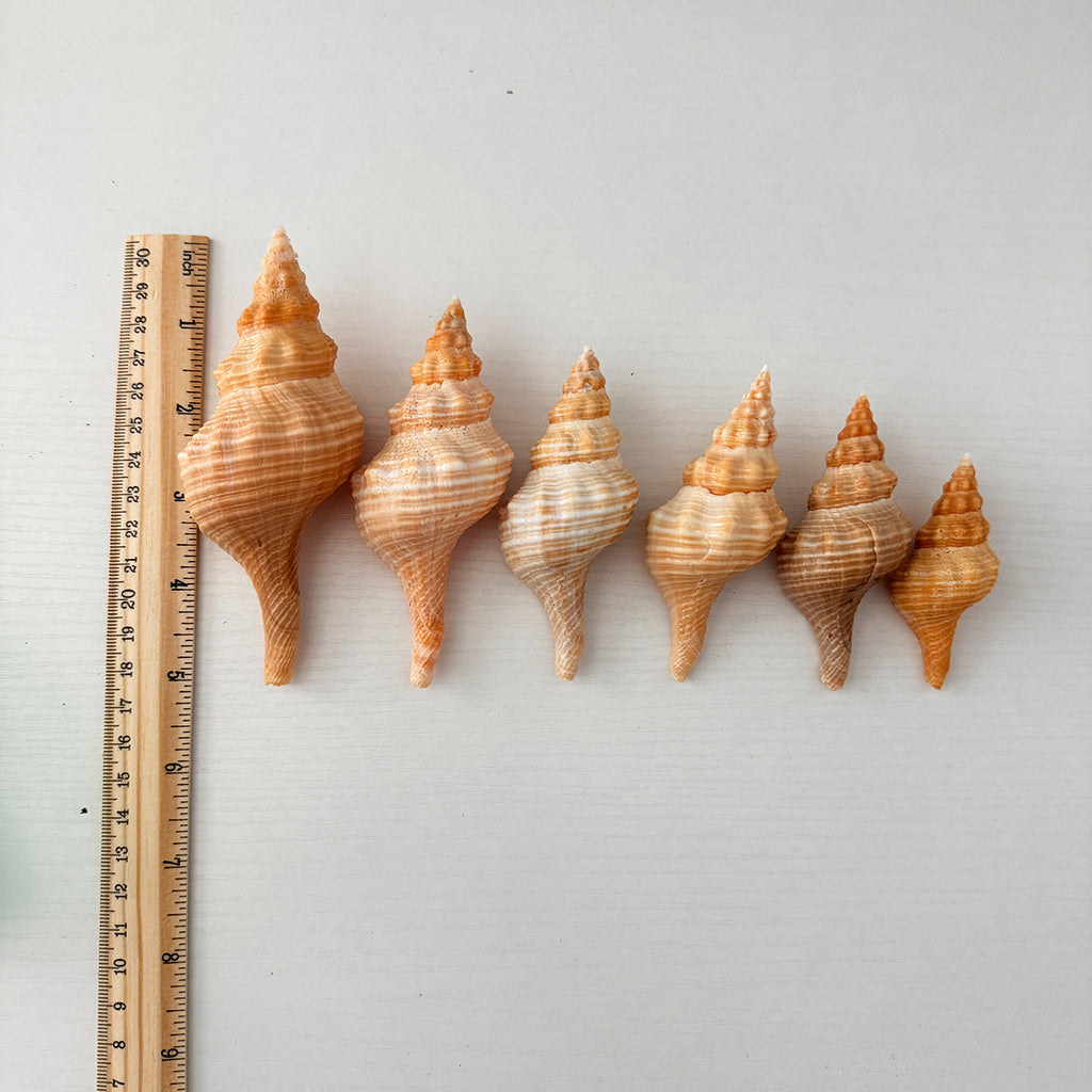 Medium to Large Horse Conch Seashells (Bundle of 6)