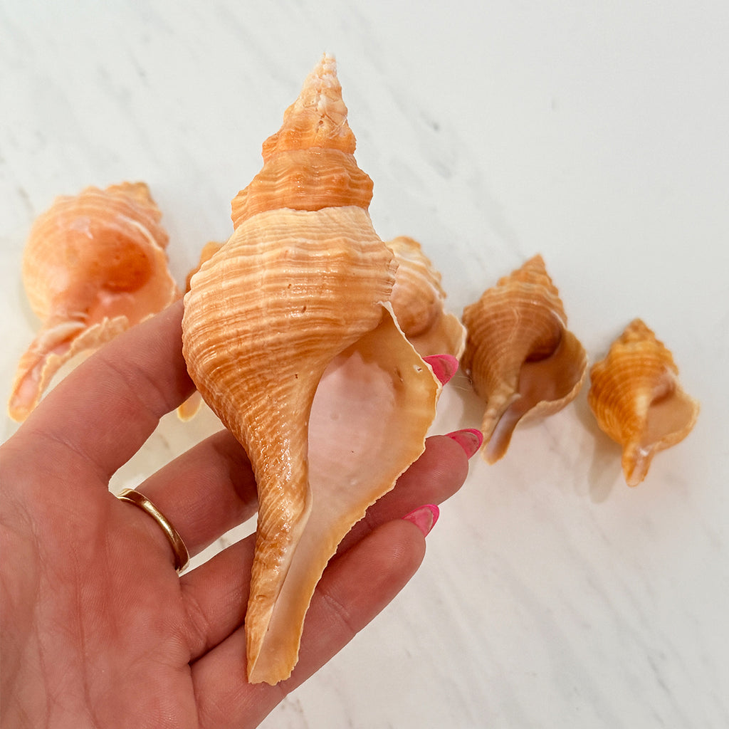 Medium to Large Horse Conch Seashells (Bundle of 6)