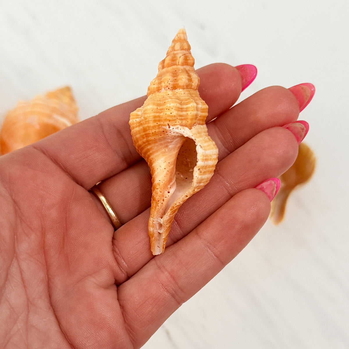 Medium to Large Horse Conch Seashells (Bundle of 6)