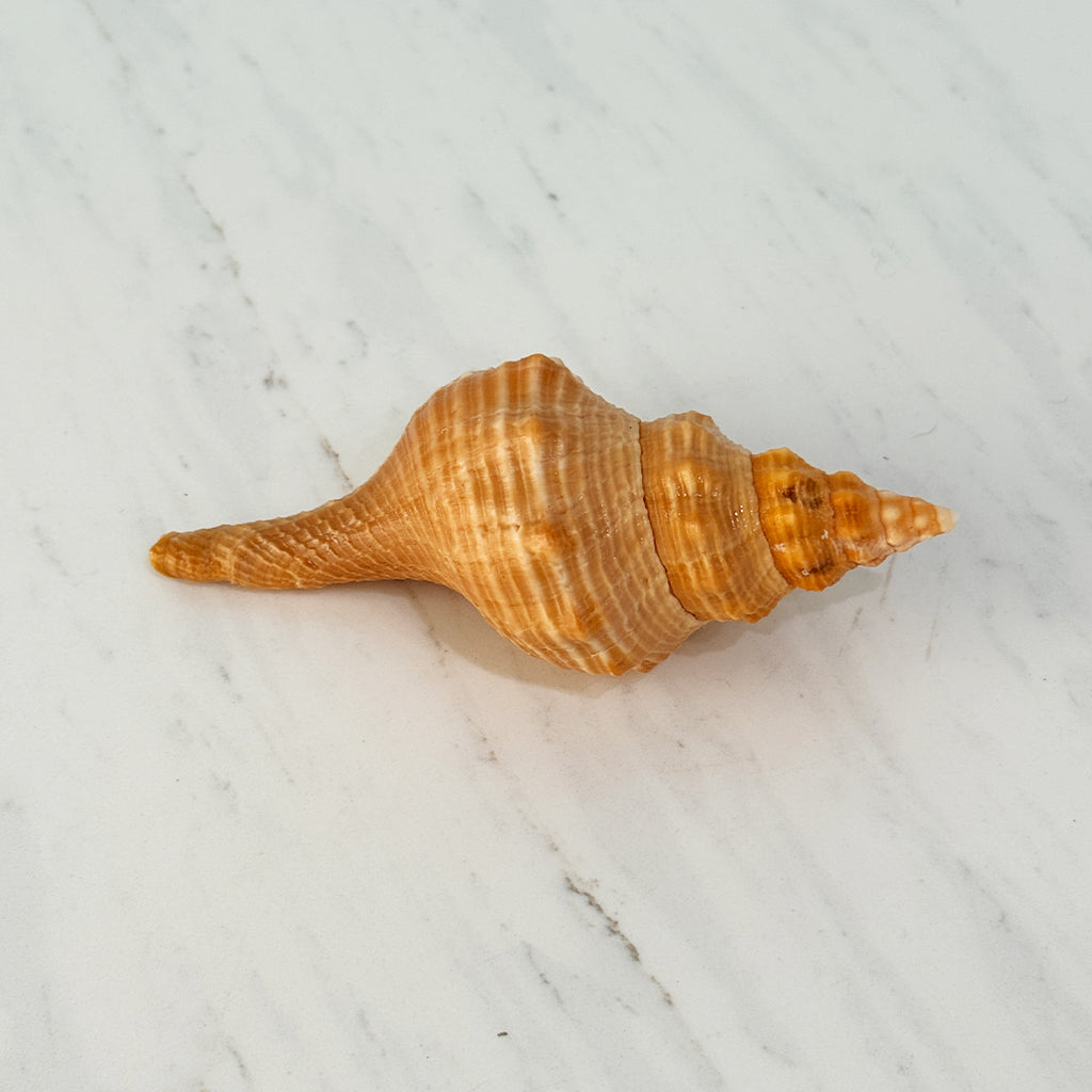 Bright Orange Teenager Horse Conch Seashell (4.25 Inches)