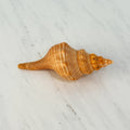 Bright Orange Teenager Horse Conch Seashell (4.25 Inches)
