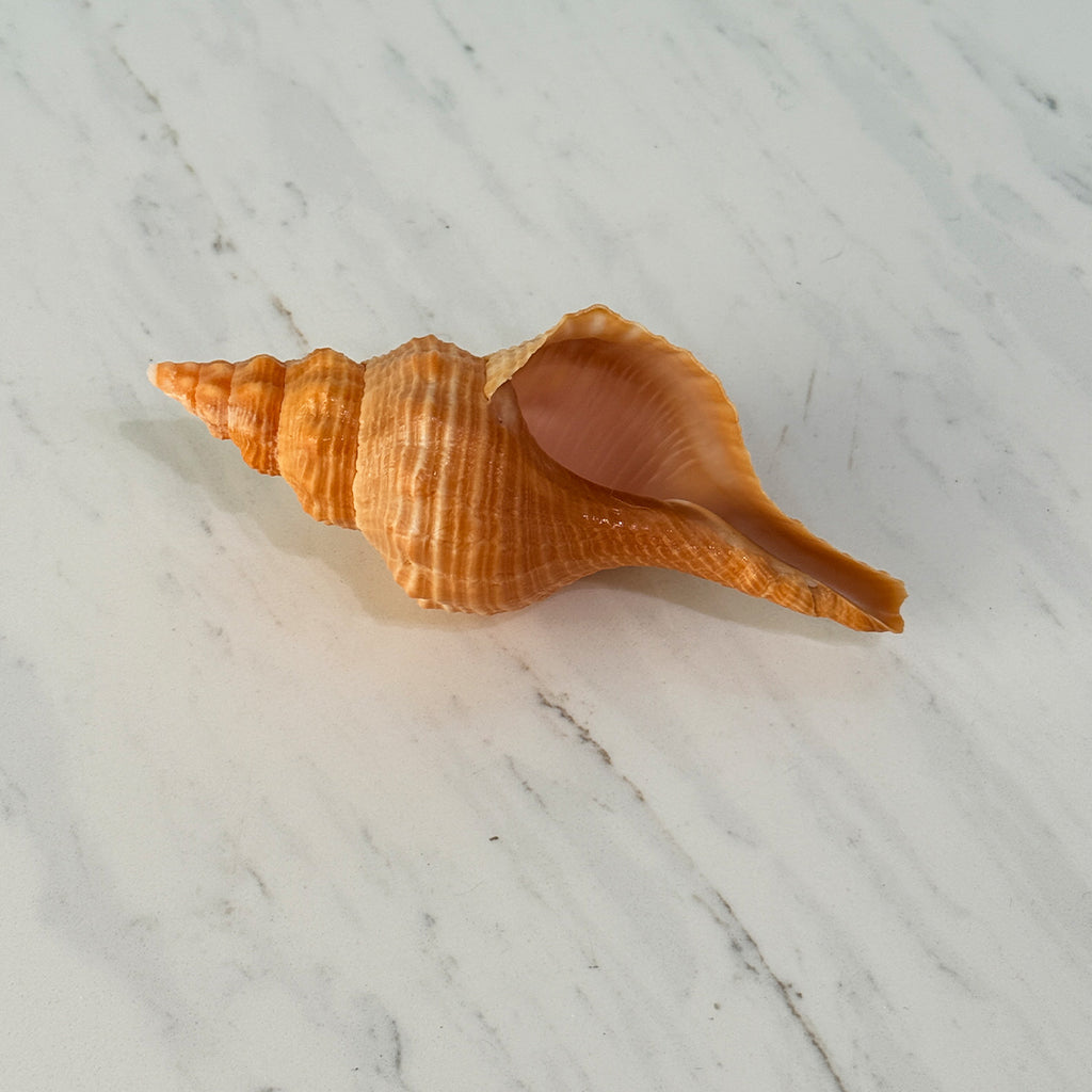 Bright Orange Teenager Horse Conch Seashell (4.25 Inches)