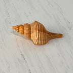 Bright Orange Teenager Horse Conch Seashell (4.25 Inches)