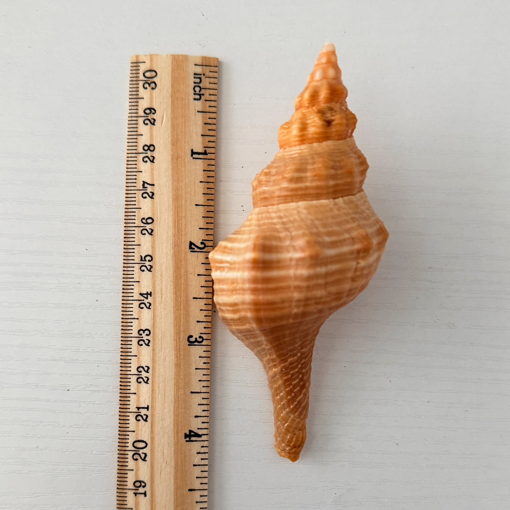 Bright Orange Teenager Horse Conch Seashell (4.25 Inches)