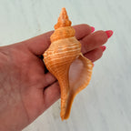 Bright Orange Teenager Horse Conch Seashell (4.25 Inches)