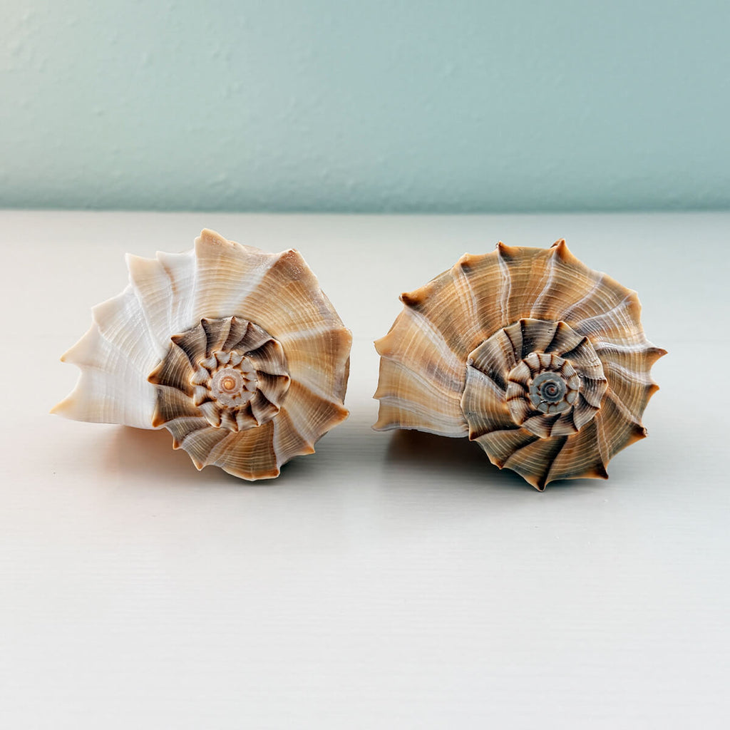 two large lightning whelks picked from St. Pete Beach Florida with rich natural coloring and beautiful detail 🐚✨
