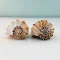 two large lightning whelks picked from St. Pete Beach Florida with rich natural coloring and beautiful detail 🐚✨