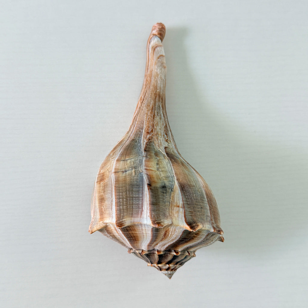 Florida Lightning Whelk Seashell