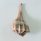 Florida Lightning Whelk Seashell